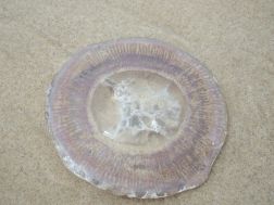Flat Rock - Jellyfish